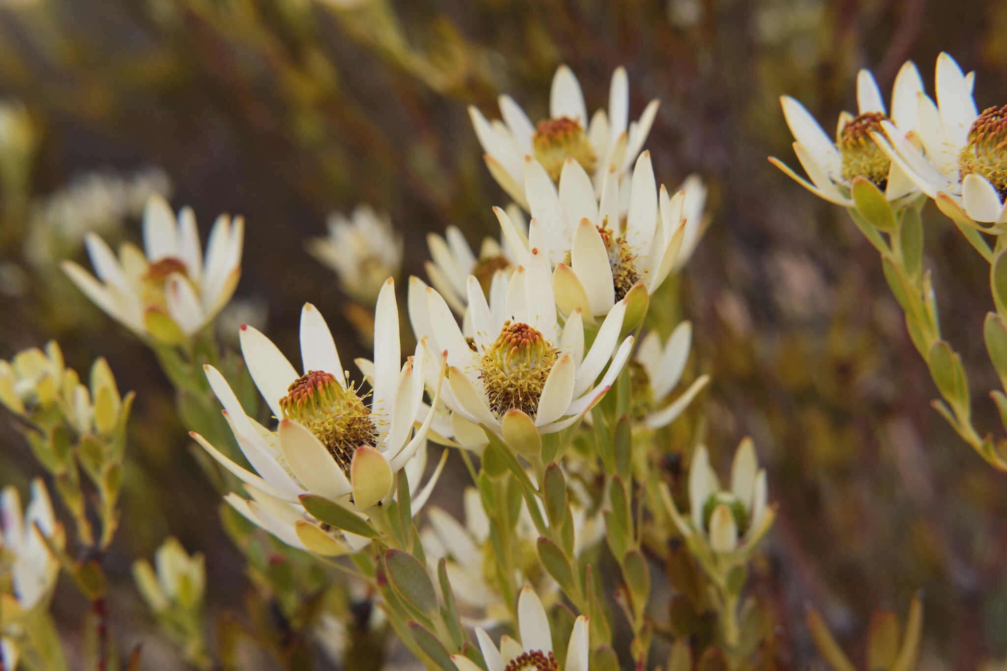 Image of Ivory conebush