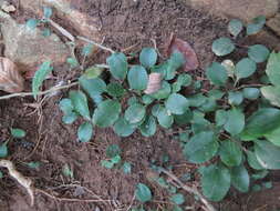 Plancia ëd Packera paupercula var. pseudotomentosa (Mack. & Bush) R. R. Kowal