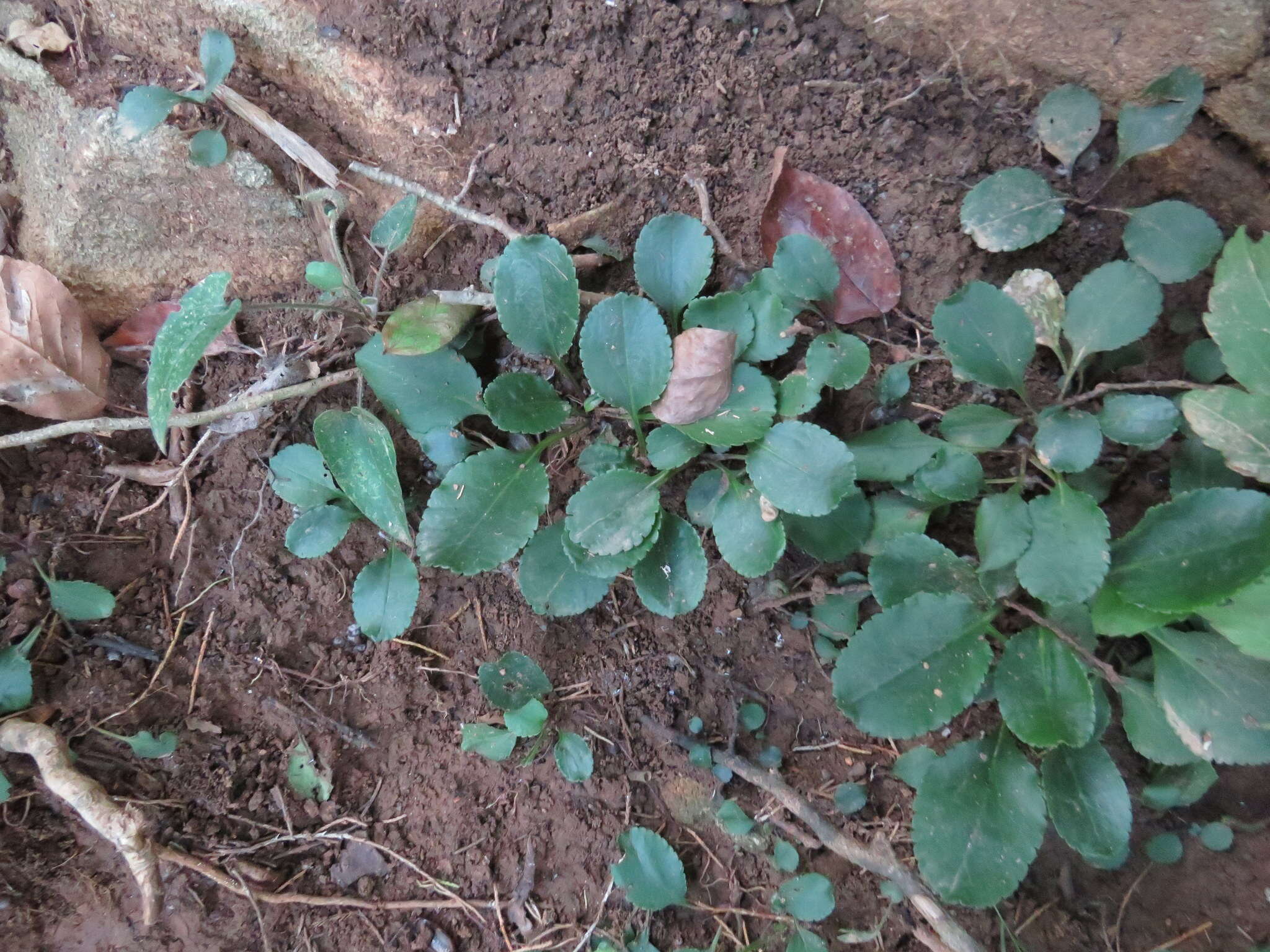 Plancia ëd Packera paupercula var. pseudotomentosa (Mack. & Bush) R. R. Kowal