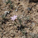 Image of Dianthus deserti Ky.
