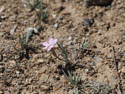 Sivun Dianthus deserti Ky. kuva