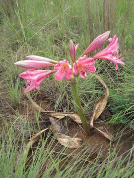 Image de Crinum graminicola I. Verd.