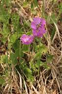 Image of Siberian Primrose