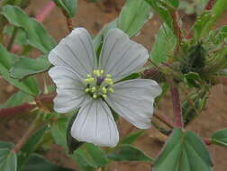 Image of Monsonia glauca Knuth