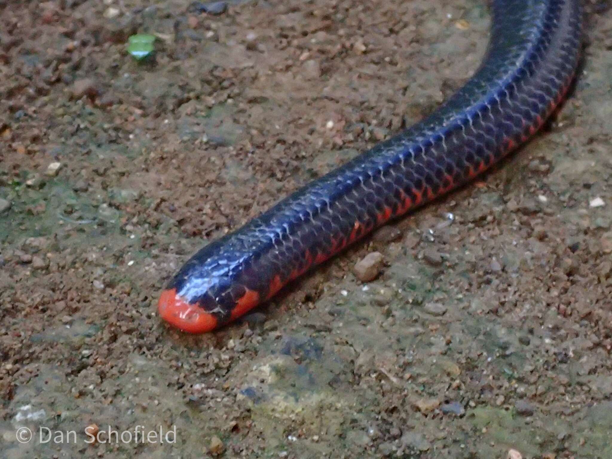 Image of Black Pipe Snake
