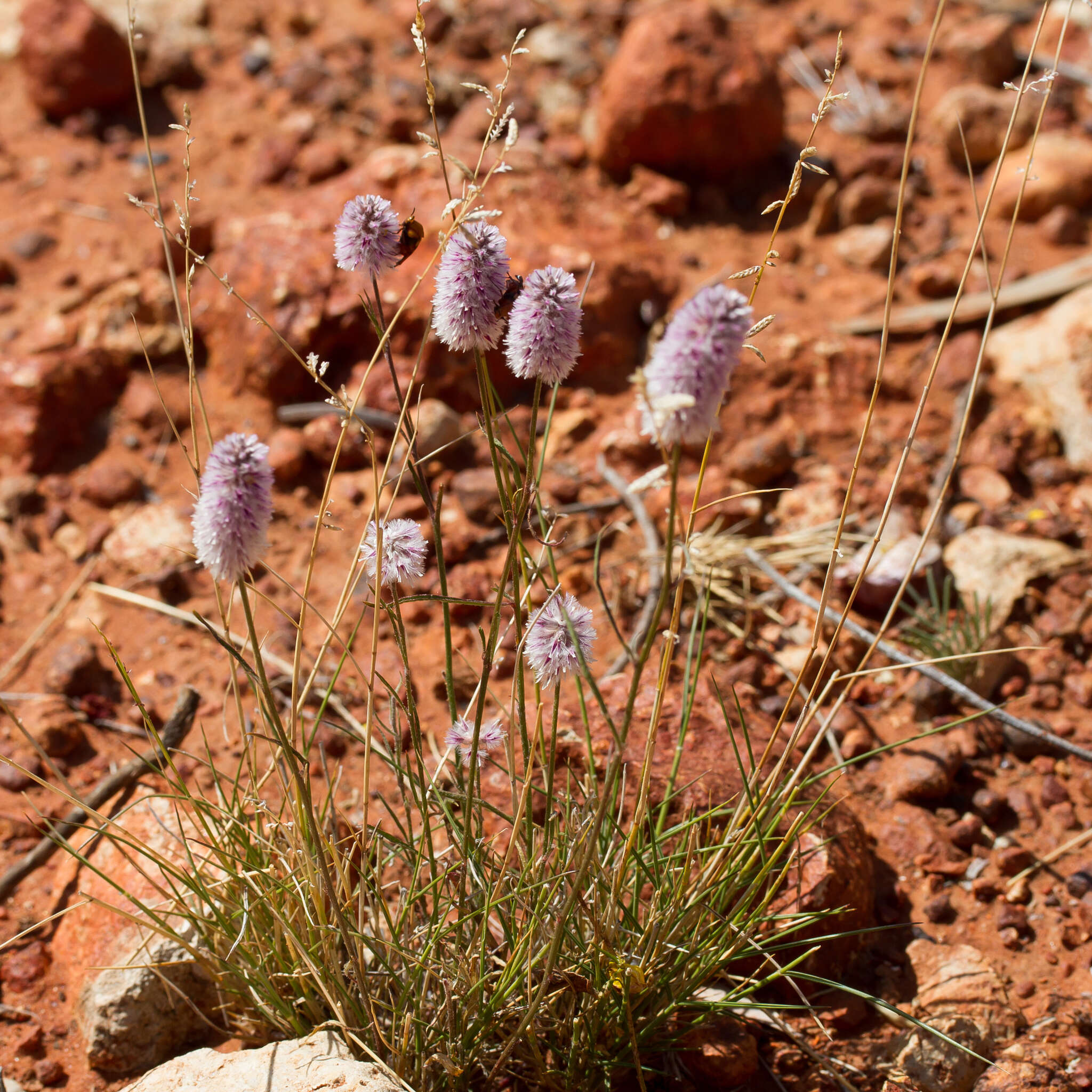 Image of Ptilotus leucocoma (Moq.) F. Muell.