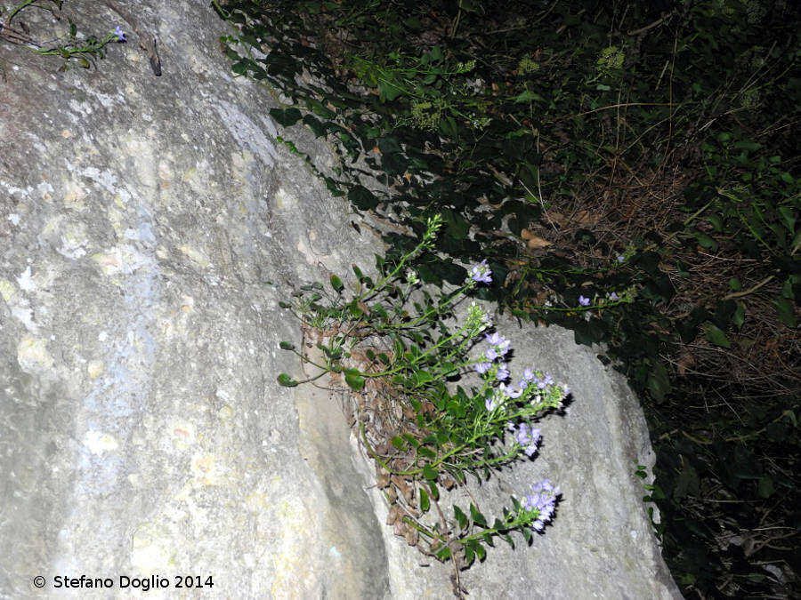 Campanula versicolor subsp. tenorei resmi