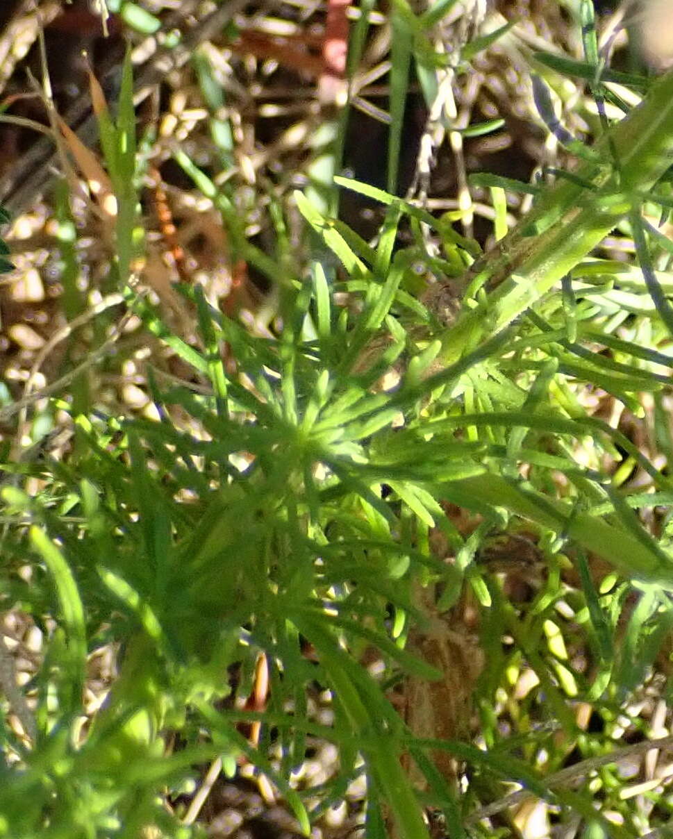 Sivun Hebenstretia integrifolia L. kuva