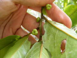 Image of Colubrina obscura (Schrank) M. C & Johnston