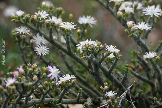 Image of Mesembryanthemum articulatum Thunb.