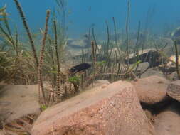 Image of Variabilichromis