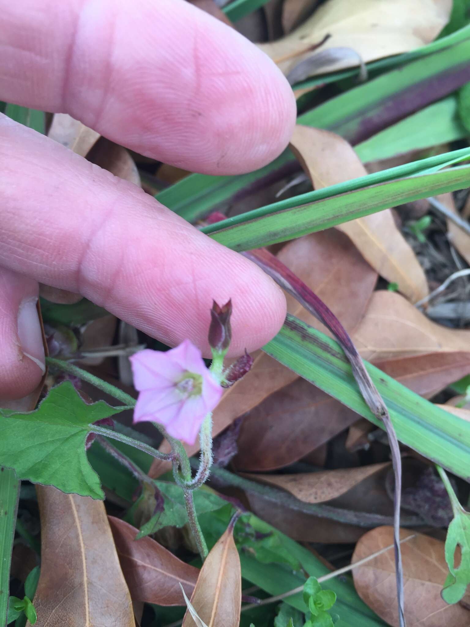 Image of Convolvulus farinosus L.