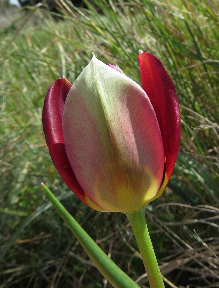 Image of Cyprus tulip