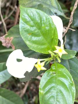 Image of Mussaenda pubescens Dryand.