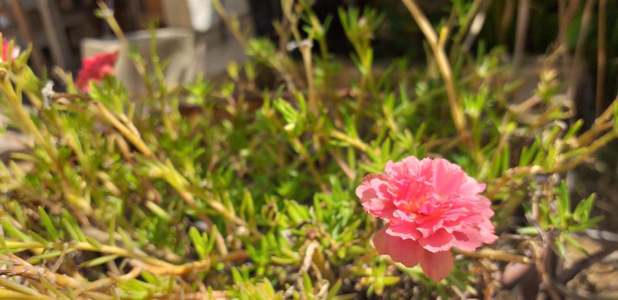 Image of Moss-rose Purslane