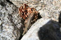 Image of Carpetane rock lizard