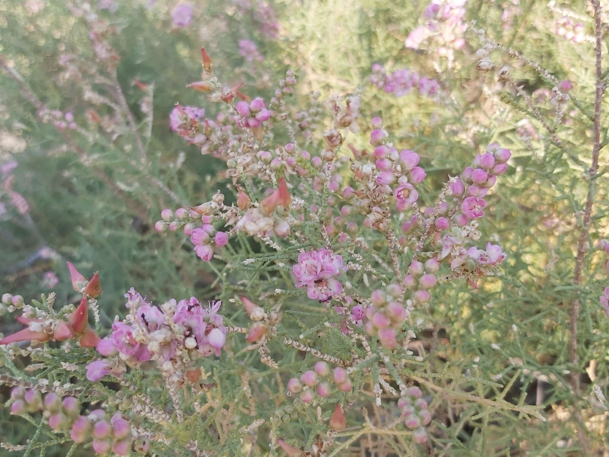 Image of Tamarix aucheriana (Decne.) Baum