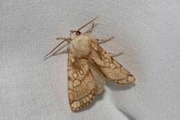 Image of Heart Moth