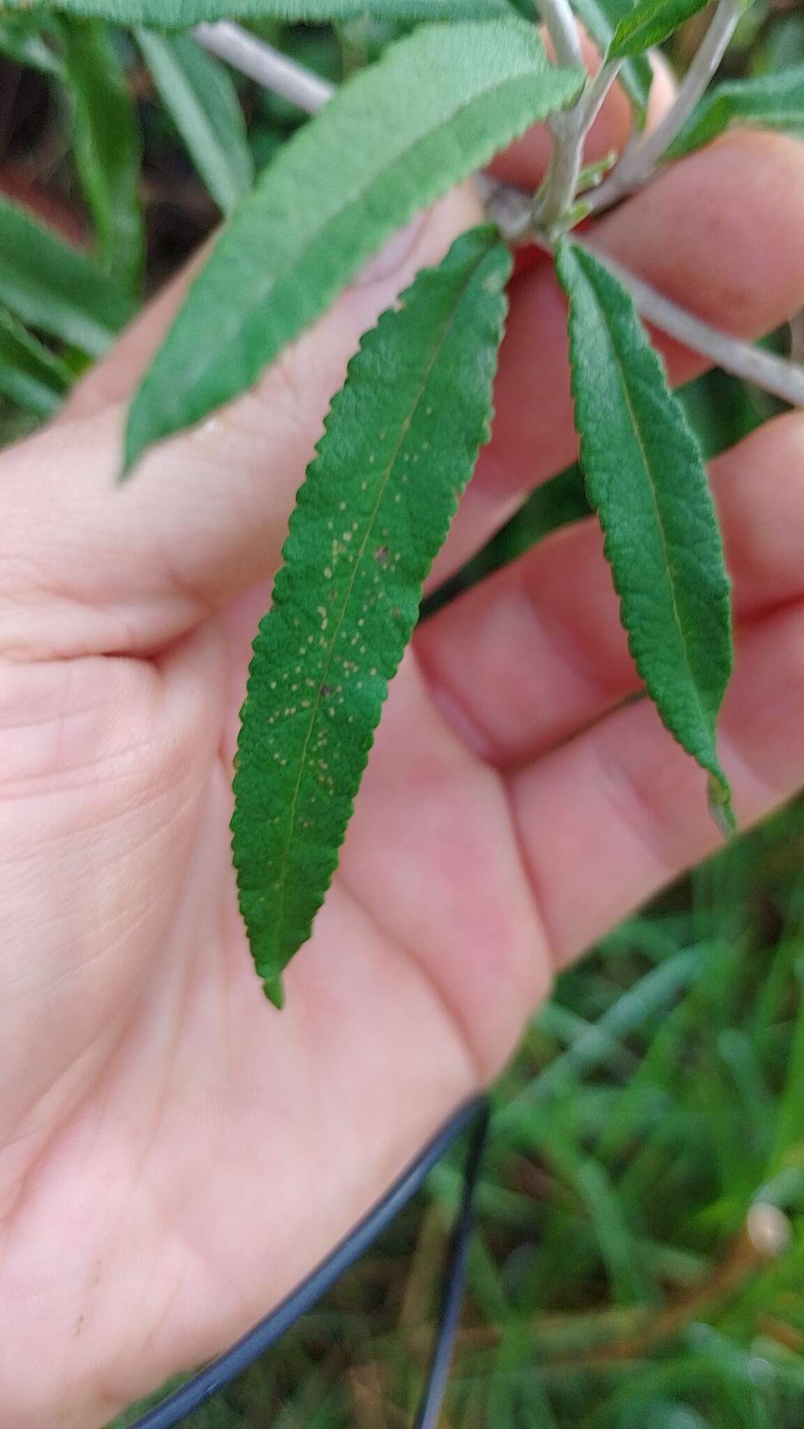 Imagem de Lourteigia stoechadifolia (L. fil.) R. King & H. Rob.