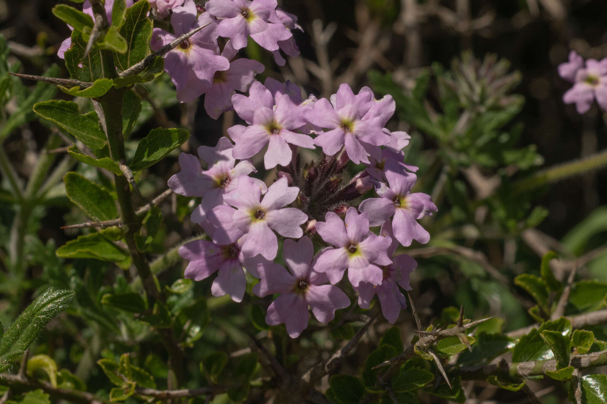 Image of Glandularia laciniata (L.) Schnack & Covas