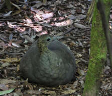 Image of Solitary Tinamou