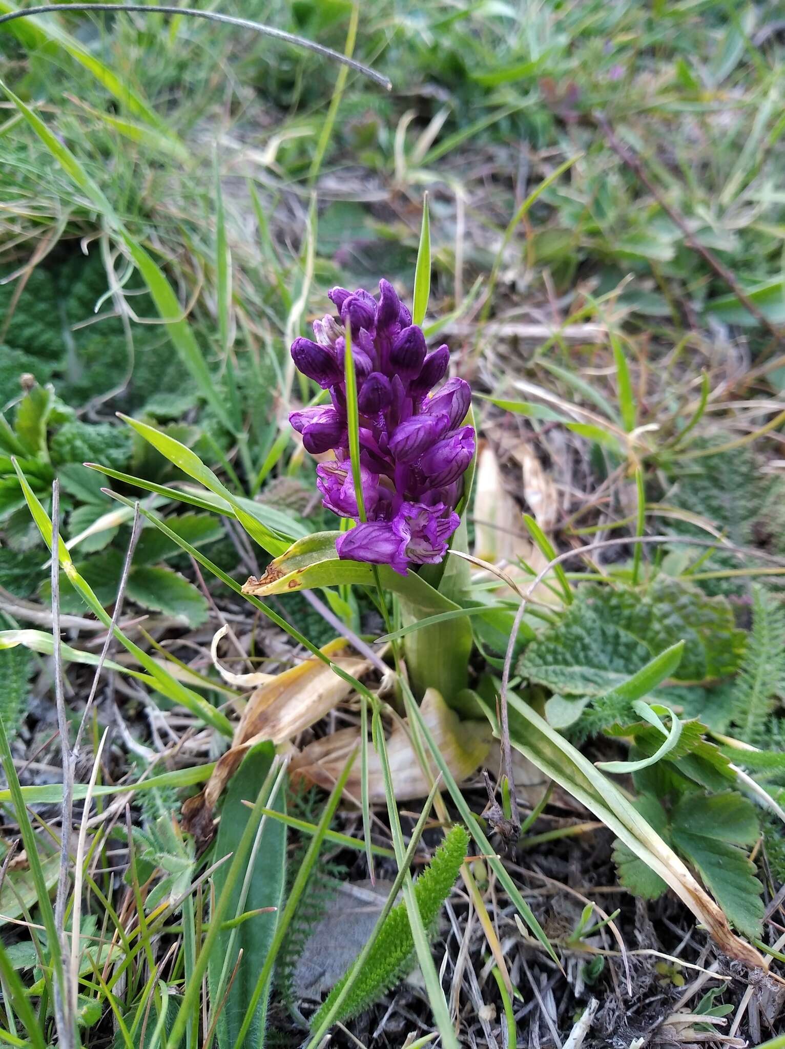 Anacamptis morio subsp. caucasica (K. Koch) H. Kretzschmar, Eccarius & H. Dietr. resmi