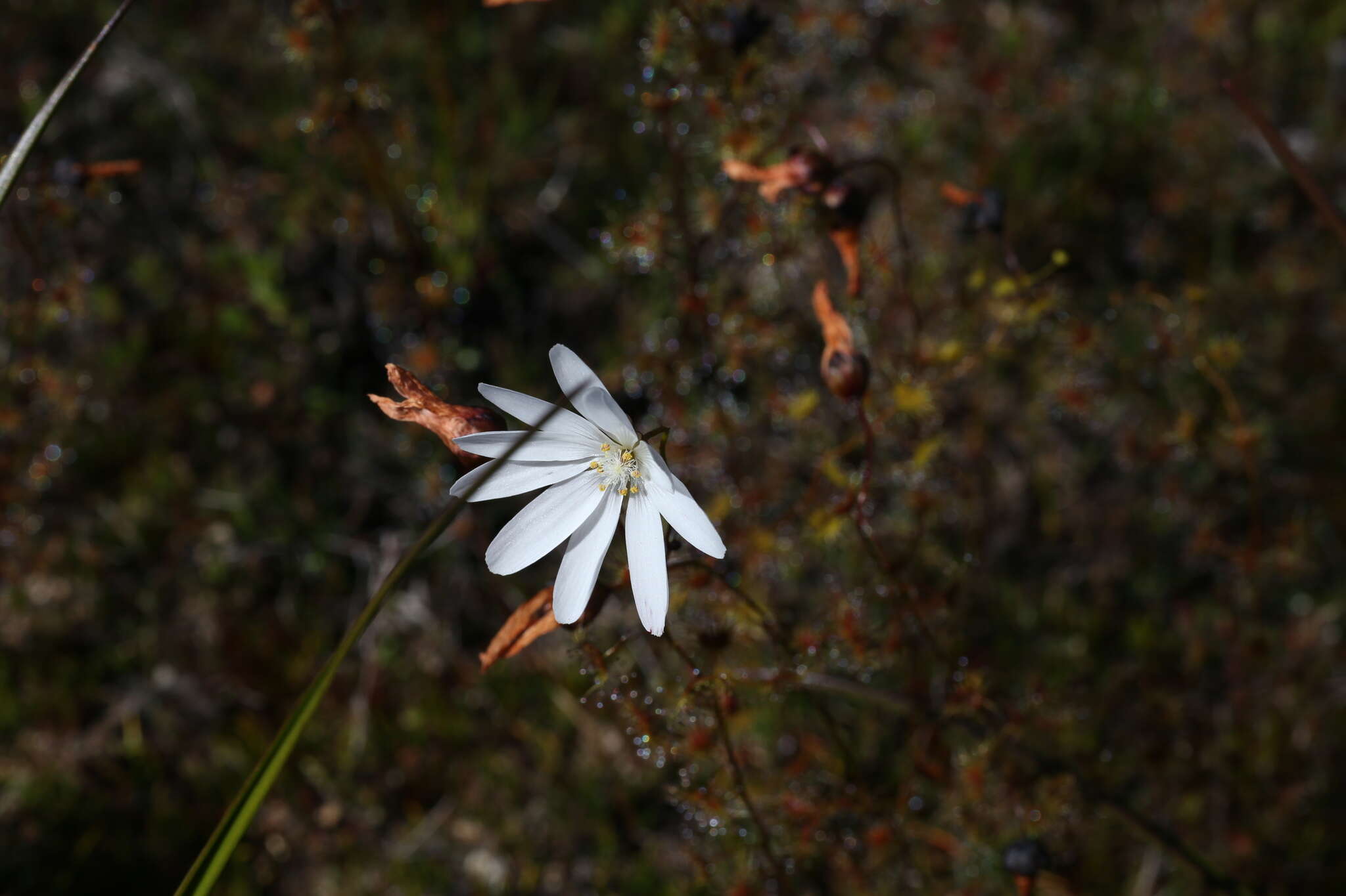 Image of Drosera heterophylla Lindl.