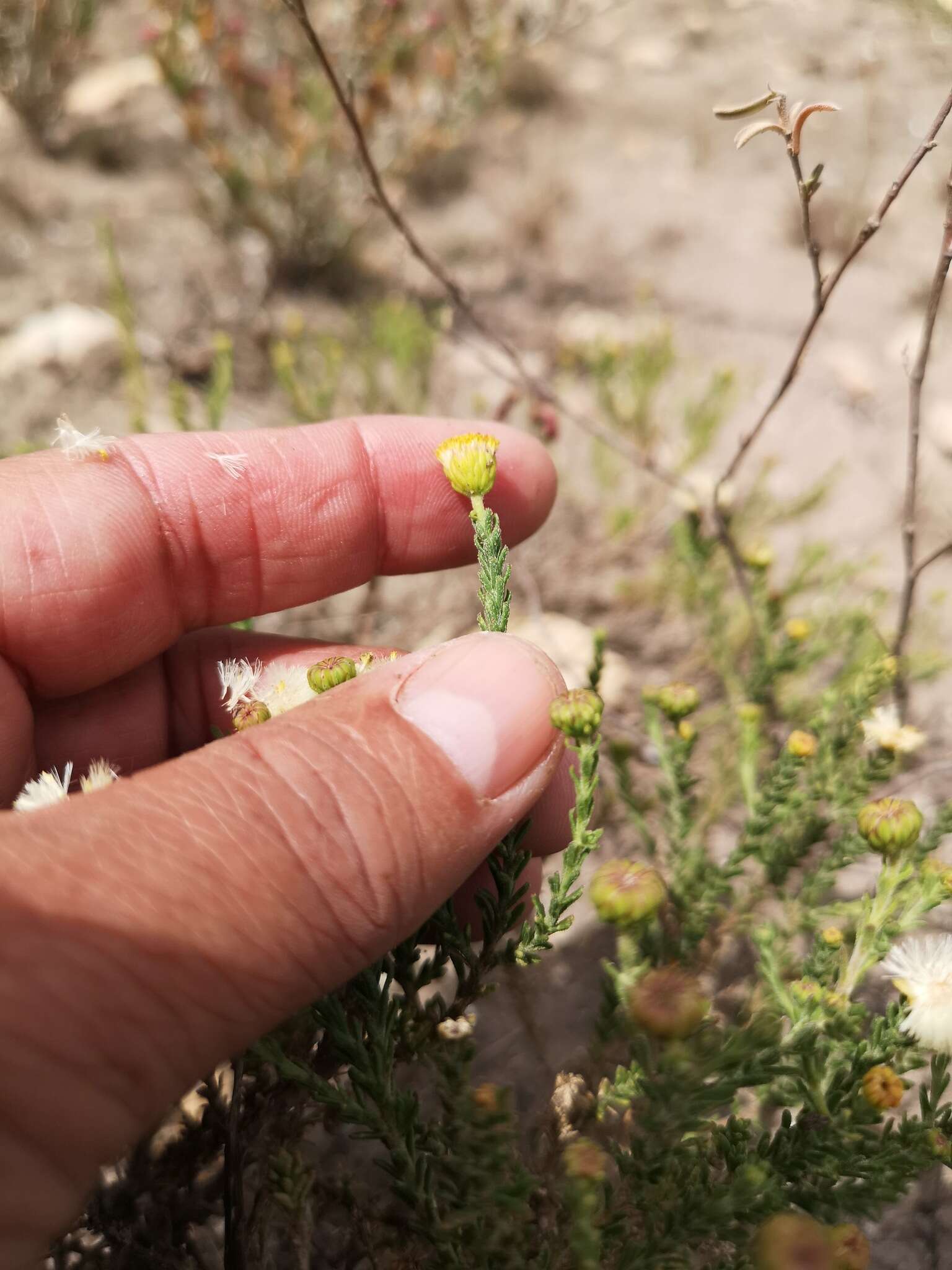 Imagem de Chrysocoma strigosa E. Bayer