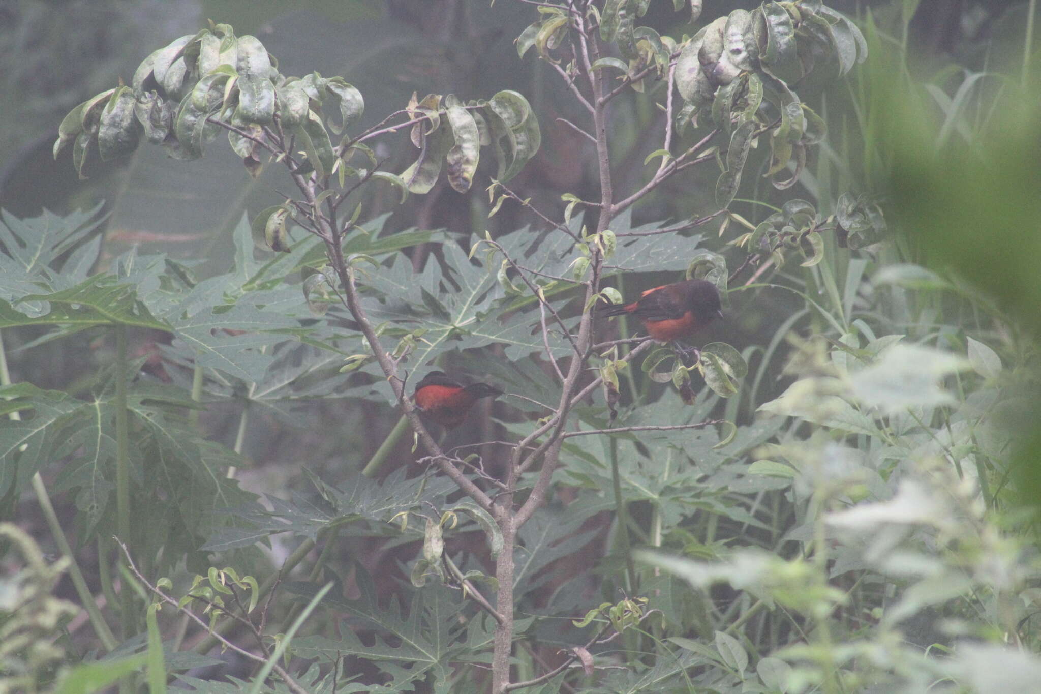 Image of Ramphocelus dimidiatus dimidiatus Lafresnaye 1837