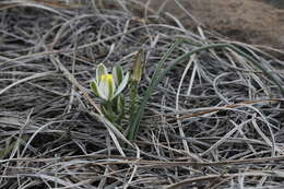 Image of Albuca humilis Baker