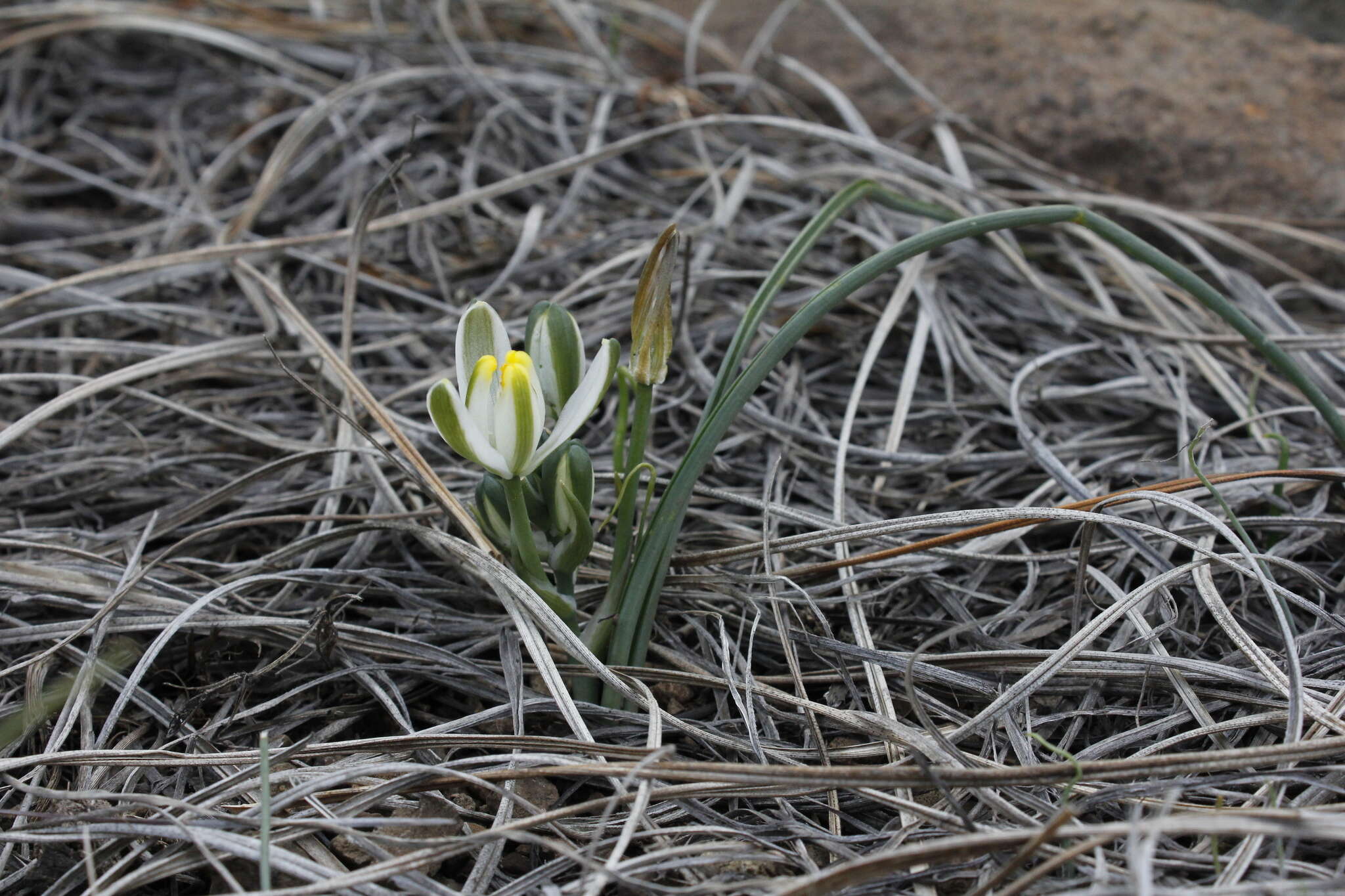 Image of Albuca humilis Baker