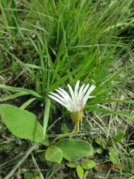 Image de Gerbera ambigua (Cass.) Sch. Bip.