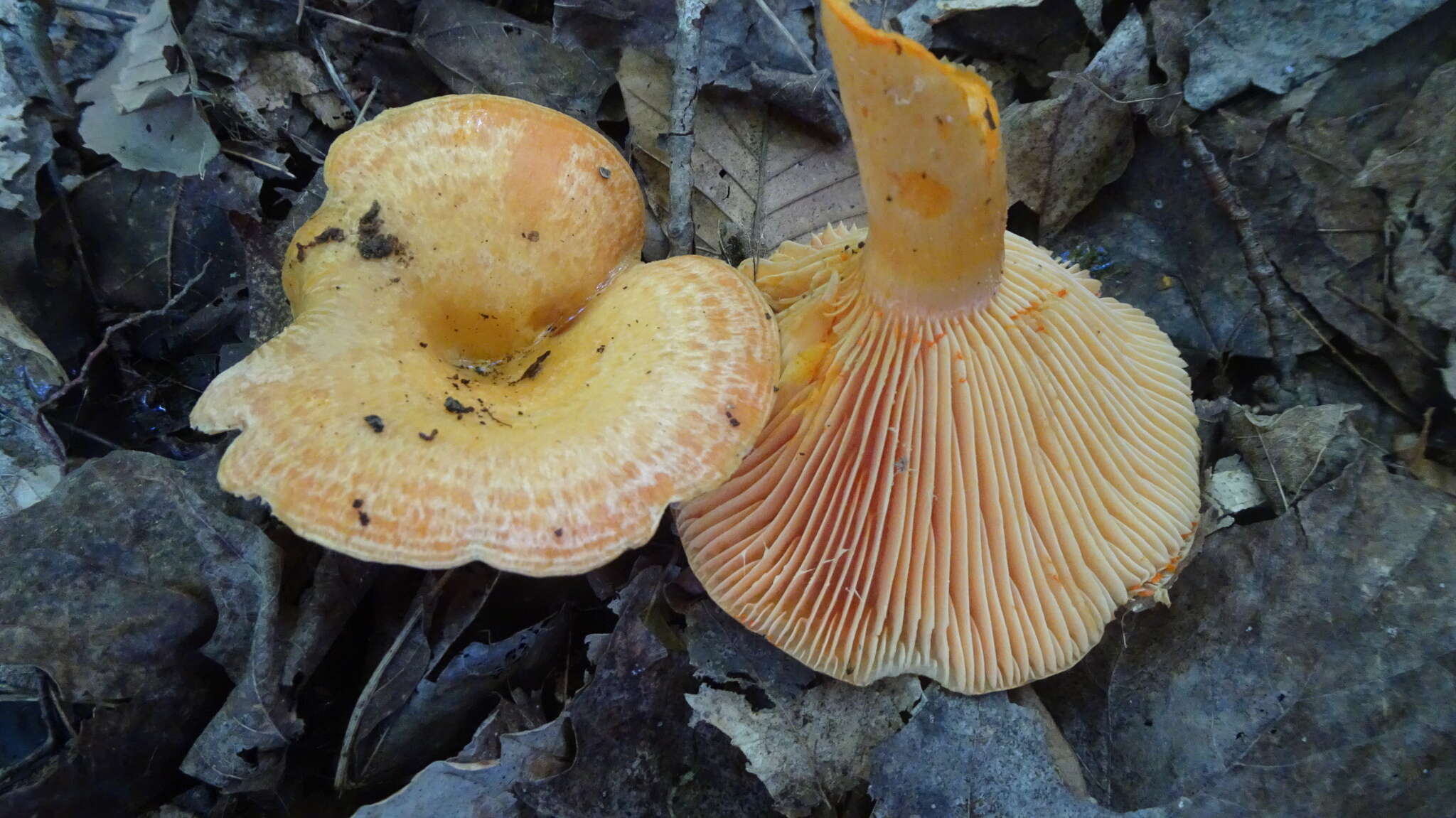 Sivun Lactarius salmonicolor R. Heim & Leclair 1953 kuva