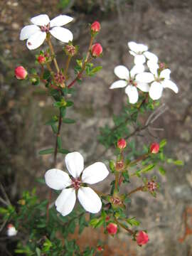 Image of Adenandra marginata (L. fil.) Roem. & Schultes