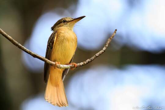 Sivun <i>Onychorhynchus coronatus mexicanus</i> kuva