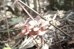 Image of Crassula cordata Thunb.