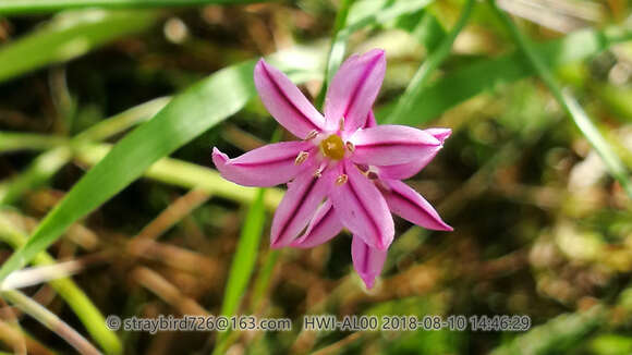 Слика од Allium neriniflorum (Herb.) G. Don