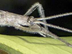 Image of Zaprochilus