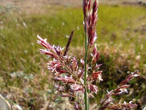 Imagem de Arctagrostis