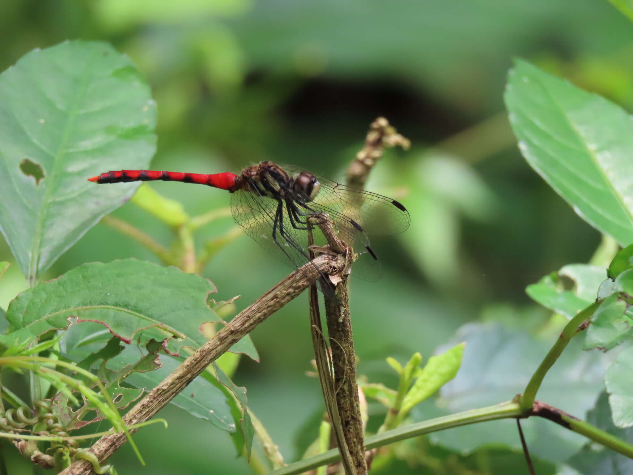 Image of Sympetrum nantouensis Tang, Yeh & Chen 2013