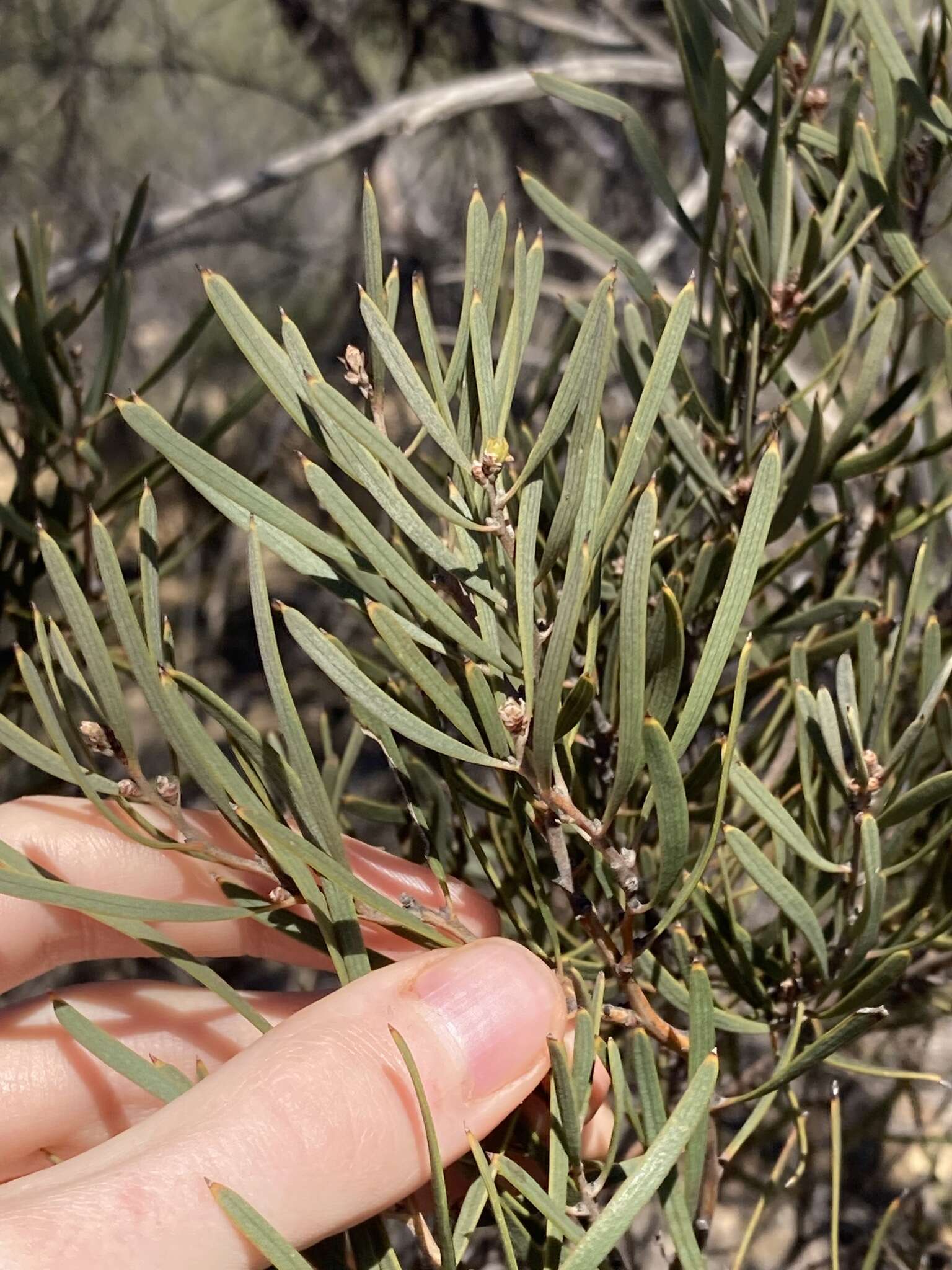 Image de Hakea erecta B. Lamont