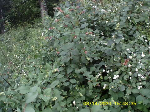 صورة Symphoricarpos albus var. laevigatus (Fern.) Blake