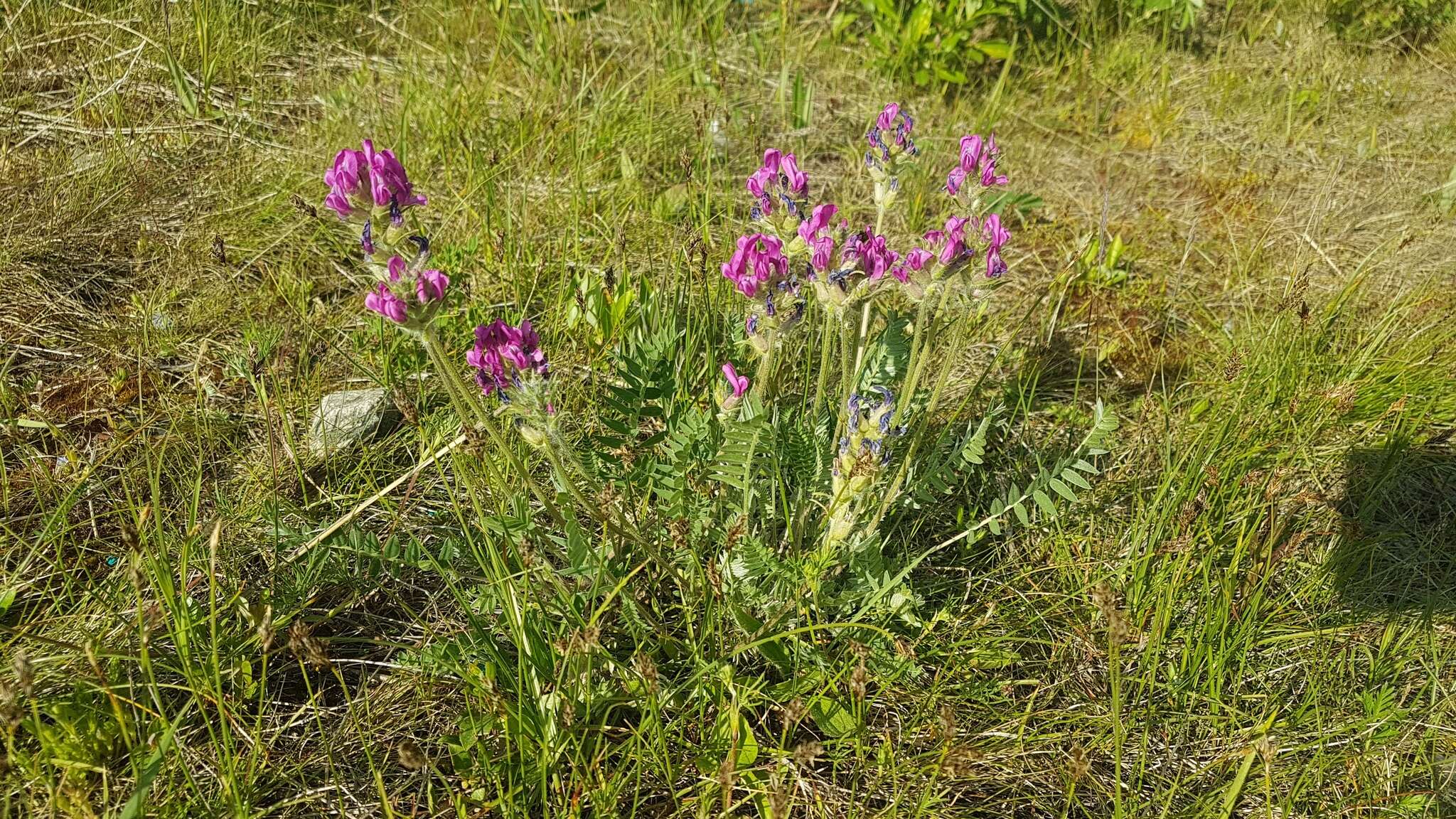 Image de Oxytropis kusnetzovii Krylov & Steinb.