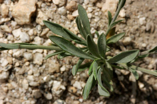 Image of Howell's pioneer rockcress