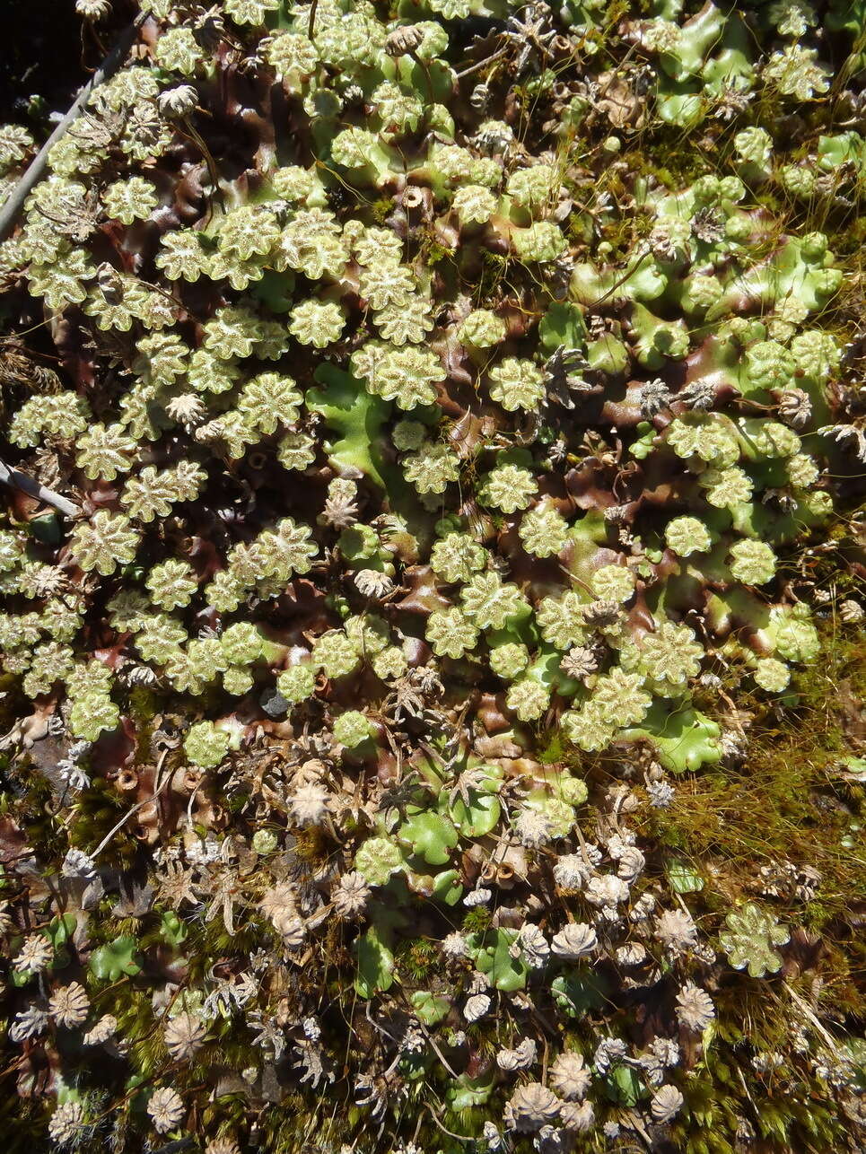 Marchantia berteroana Lehm. & Lindenb. resmi