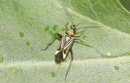 Image of Closterocoris amoenus (Provancher 1887)