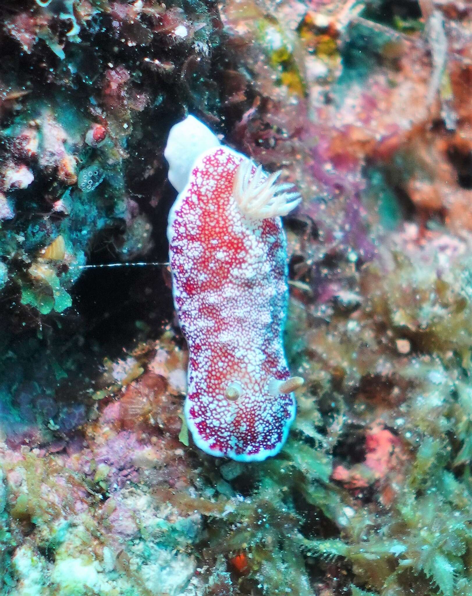 Image of Reticulated red slug