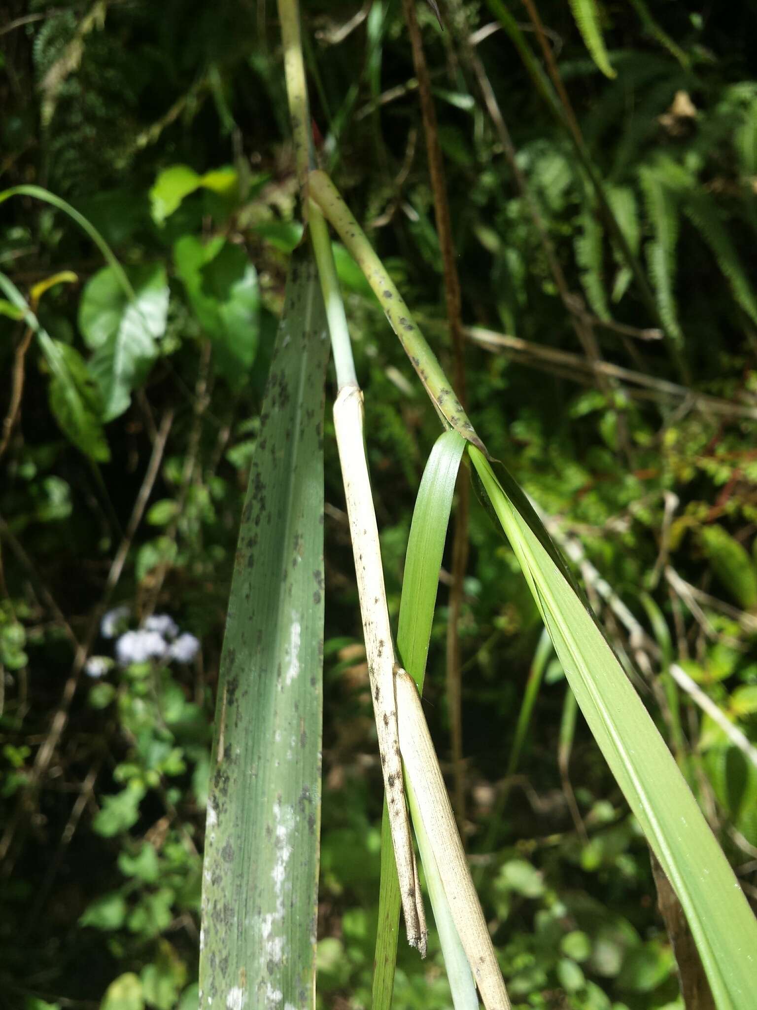 Imagem de Neyraudia arundinacea (L.) Henrard