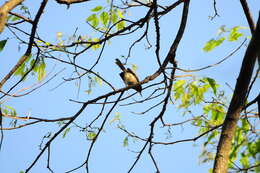 Image of Olive-backed Tailorbird