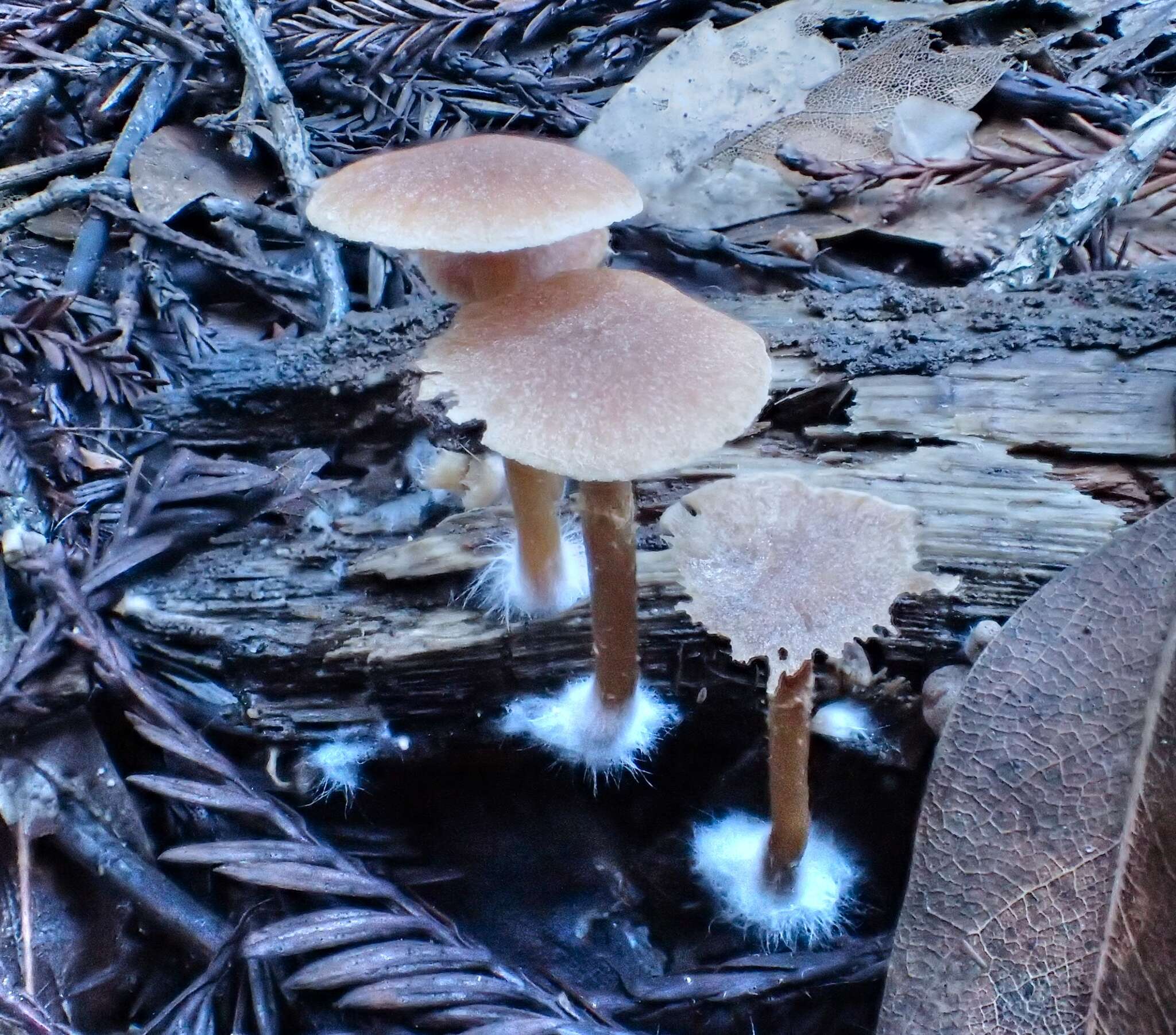 Image of Tubaria conspersa (Pers.) Fayod 1889